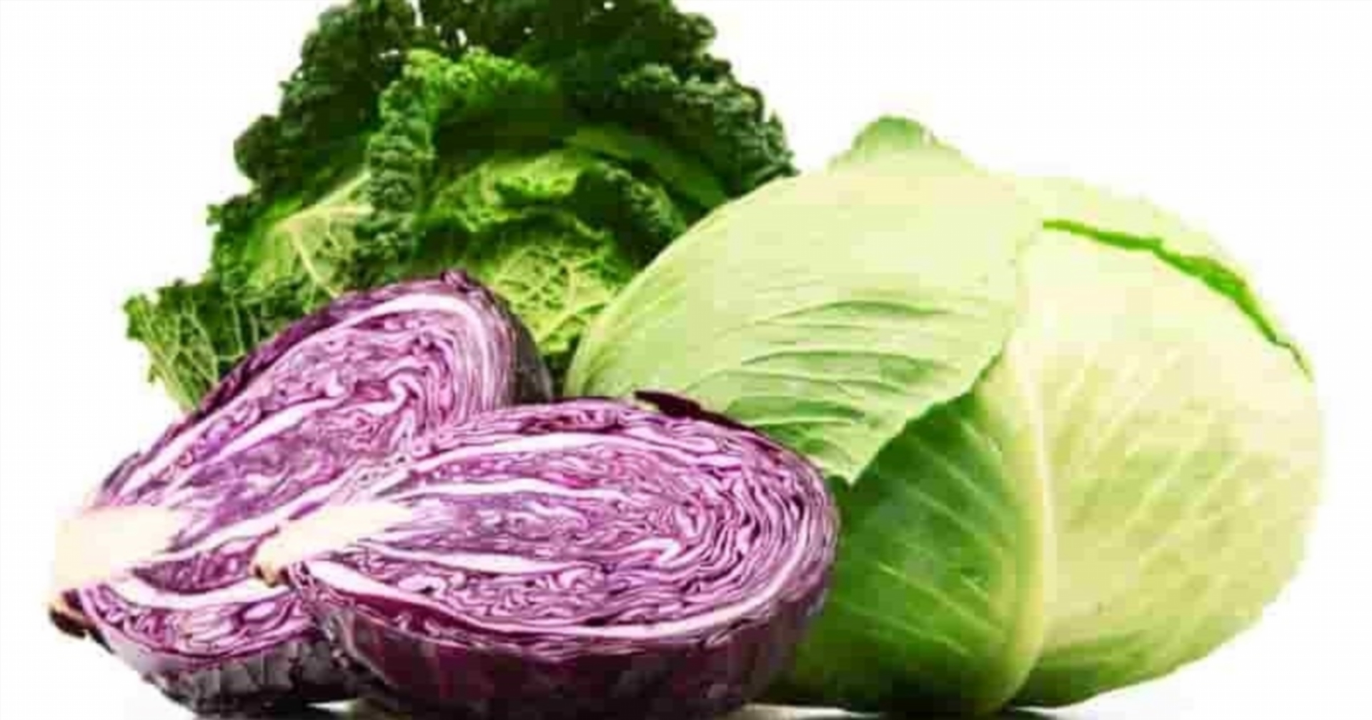 cabbage during pregnancy guide