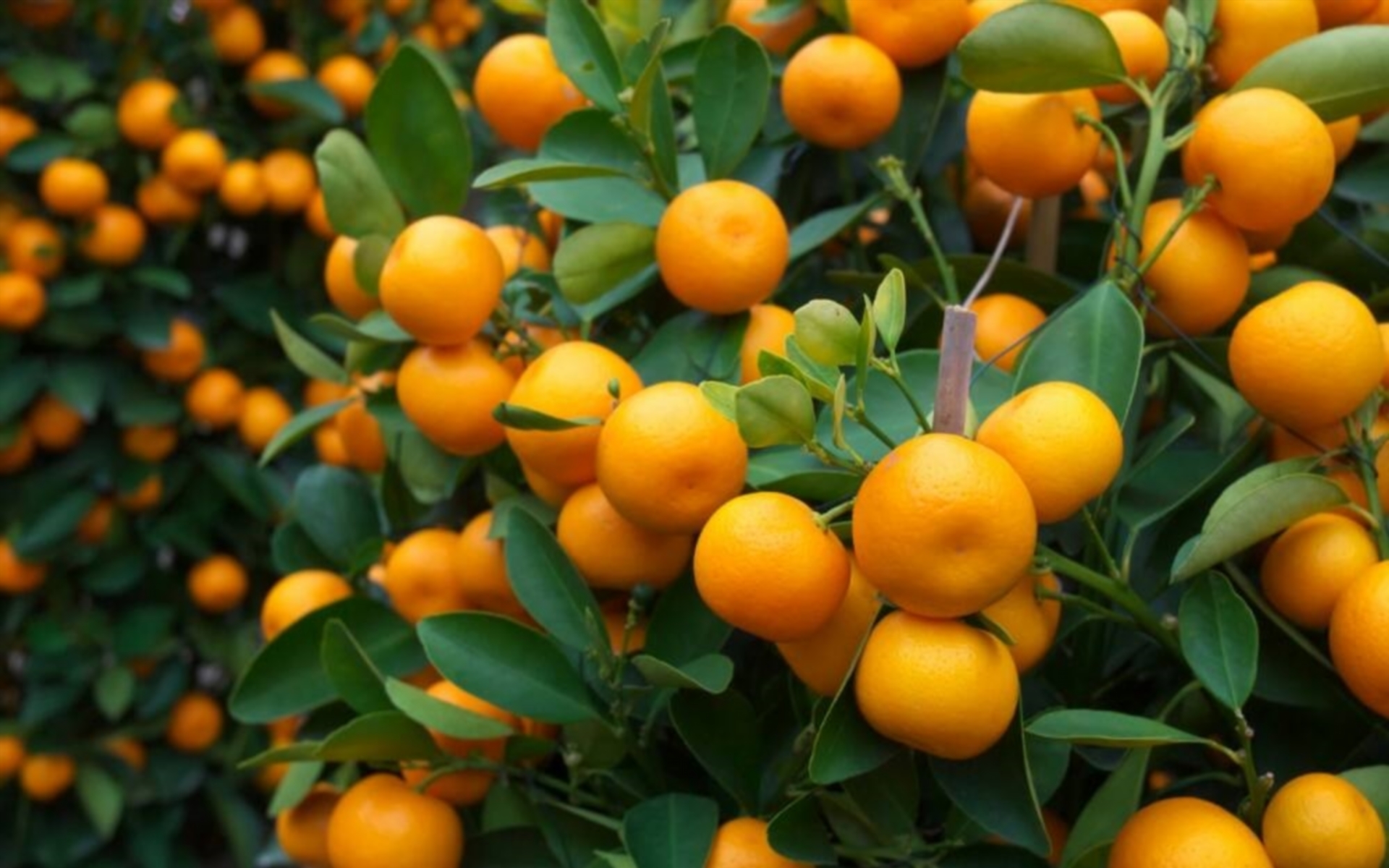 oranges during pregnancy