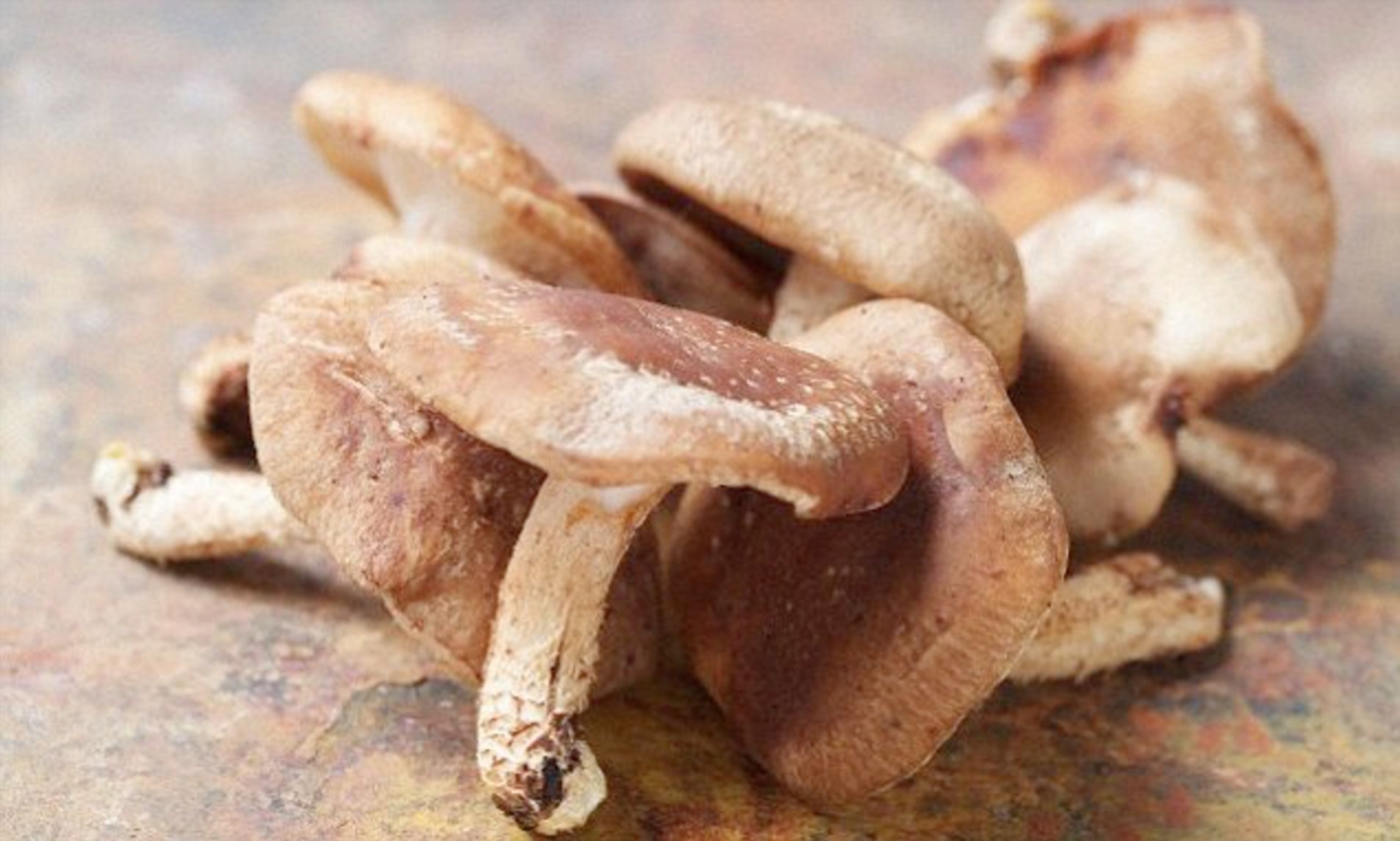 shiitake mushroom pregnancy